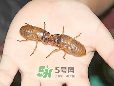 爬叉什么时候出来,爬叉什么时候出来的最多