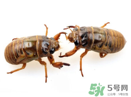 爬叉是什么东西变成的,爬叉是什么东西