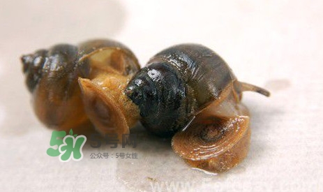怎样吃田螺,吃田螺有什么好处和坏处?