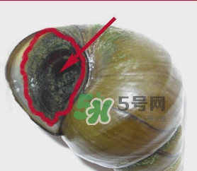 田螺里面都可以吃吗,田螺里面都可以吃吗专家讲解