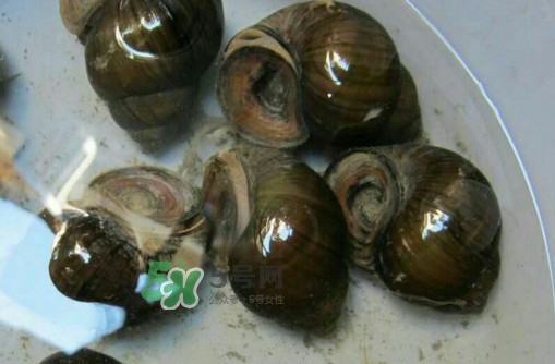 田螺是寒性的吗,田螺寒性大吗