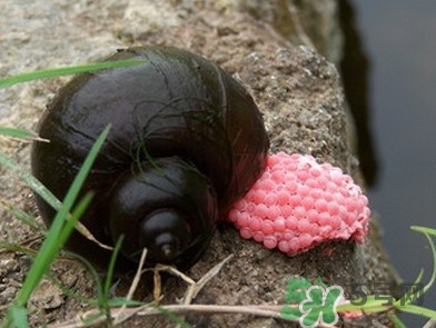 福寿螺吃了会怎样,为啥福寿螺不能吃