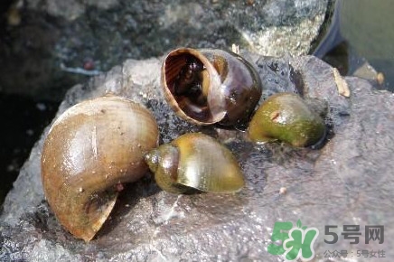 田螺到底能不能吃,福寿螺到底能不能吃,有毒吗