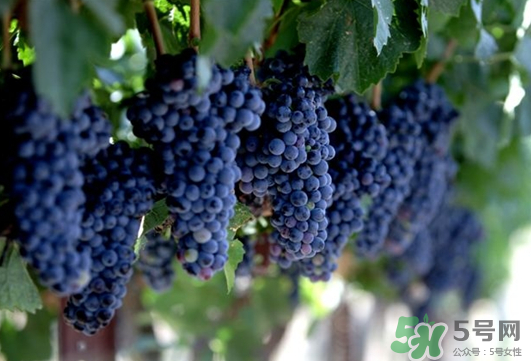 夏黑葡萄可以酿酒吗?,夏黑葡萄适合酿酒吗