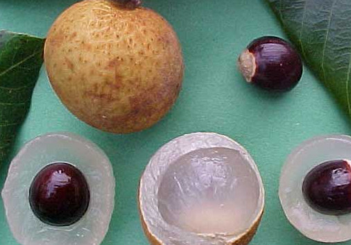 龙眼和黄皮可以一起吃吗?,龙眼和黄桃能一起吃吗