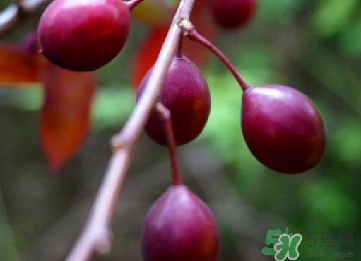 紫叶李果实有毒吗?,紫叶李果实能吃吗?