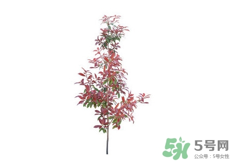 紫叶李什么时候开花,紫叶李什么时候开花结果