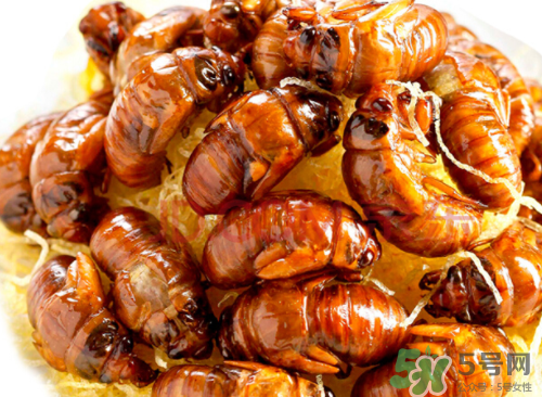 知了的营养价值和功效,知了的营养价值和危害