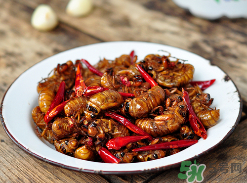 知了猴吃多了有什么坏处,知了猴能吃吗