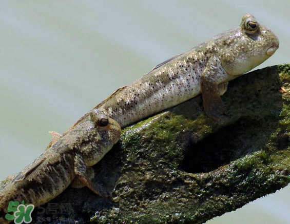 跳跳鱼刺多吗?,跳跳鱼有刺吗