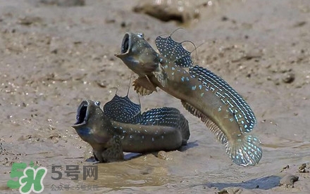 弹涂鱼多少钱一斤,弹涂鱼多少钱一斤?2021年