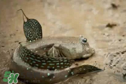 弹涂鱼能吃吗,弹涂鱼吃什么东西