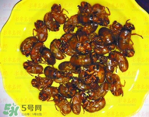 知了猴能淹死吗?,种知了猴几年能出来 知了猴能淹死吗?,种知了猴几年能出来