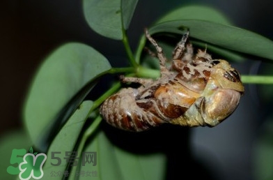 幼蝉猴怎么抓,幼蝉猴怎么吃