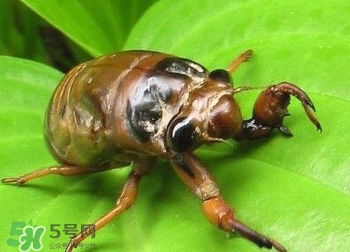 幼蝉猴多少钱一斤2019,蝉多少钱一只