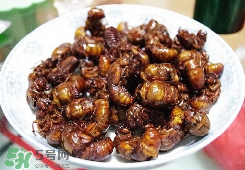 孕妇可以吃蚕蛹吗,孕妇可以吃蝉蛹吗早期