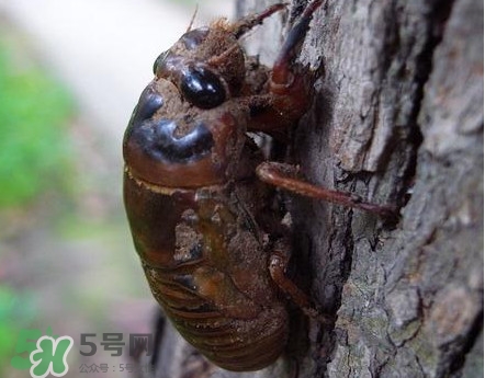 蝉蛹哪些人不能吃,蝉蛹可以吃么