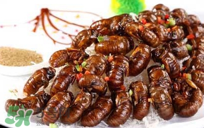 水煮蚕蛹怎么做好吃,水煮蚕蛹的做法大全 水煮蚕蛹怎么做好吃,水煮蚕蛹的做法大全