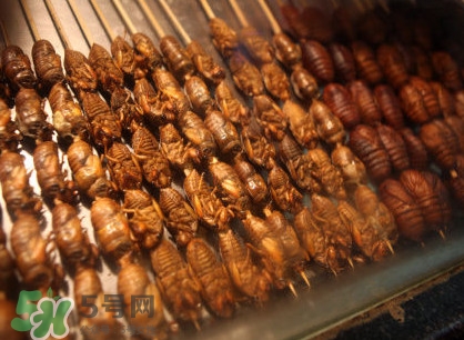 蝉蛹吃什么部位,蚕蛹的哪个部位不能吃 蝉蛹吃什么部位,蚕蛹的哪个部位不能吃