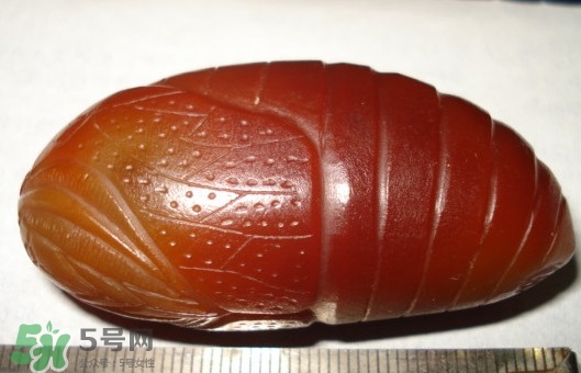 蝉蛹有寄生虫吗?,蚕蛹是什么东西的幼虫