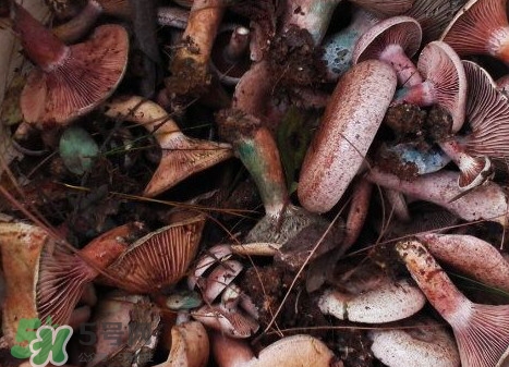 枞树菌,枞树菌有毒吗?