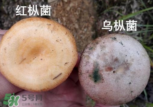 重阳菌上面的绿色是霉么,重阳菌怎么保存