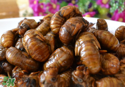 知了猴怎么保存新鲜,知了猴怎么保存