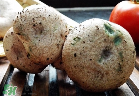 寒菌多少钱一斤,重阳菌的功效