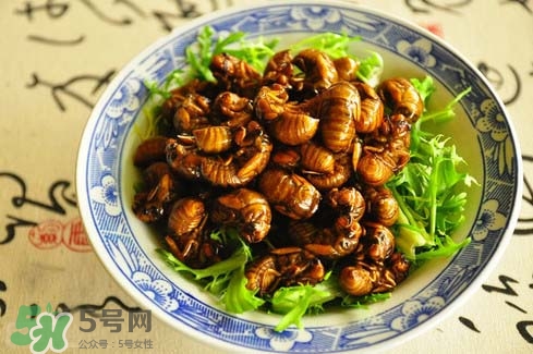 金蝉花多少钱一斤,金蝉多少钱一斤?