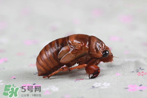 知了猴放在冰箱里冷冻能放多久,知了猴放冰箱一年还能吃吗 知了猴放在冰箱里冷冻能放多久,知了猴放冰箱一年还能吃吗