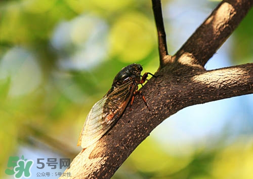 人工养殖知了猴靠谱吗,知了猴的养殖技术