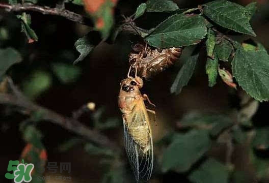 知了吃什么食物,知了吃什么食物长大的