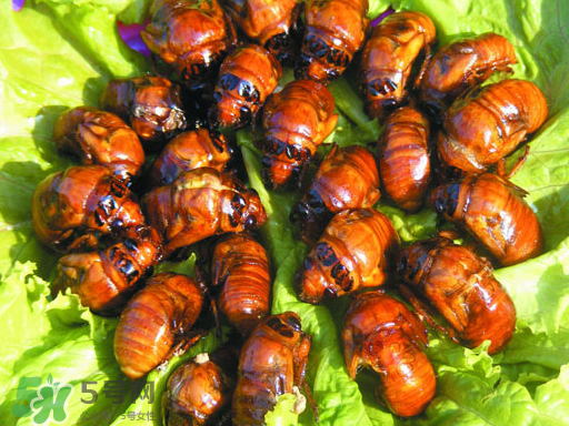 知了猴可以吃吗,知了猴什么部位不能吃 知了猴可以吃吗,知了猴什么部位不能吃