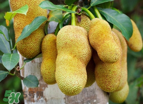 木菠萝是菠萝蜜吗,菠萝蜜跟木菠萝有什么区别