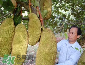 木菠萝怎样才算熟,木菠萝怎样才算成熟