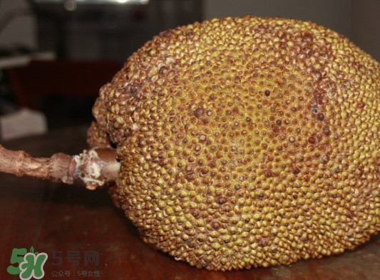 吃了木菠萝不能吃什么,木菠萝的籽可以吃吗