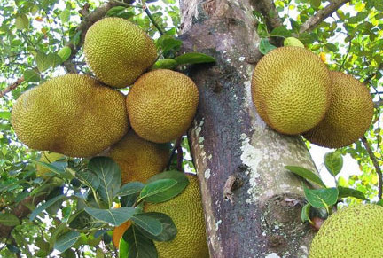 木菠萝是热性的吗,木菠萝是凉性还是热性