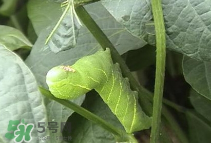 豆丹怎么处理,豆丹如何烧 豆丹怎么处理,豆丹如何烧