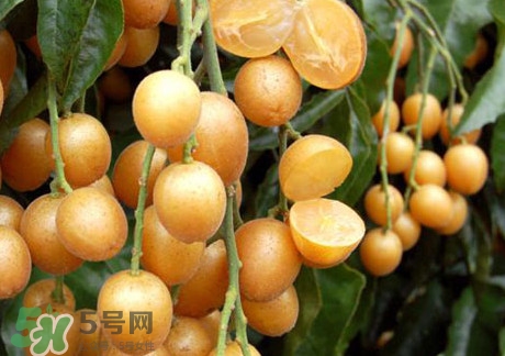 黄皮果可以放冰箱吗?黄皮果可以放多久,黄皮果可以放冰箱吗?