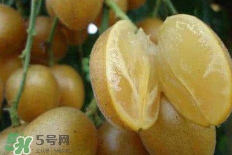 黄皮果可以减肥吗?,黄果片可以减肥吗
