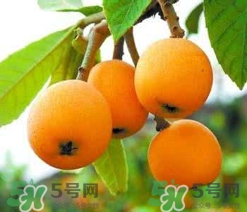 枇杷的清洗方法?,枇杷的清洗 枇杷的清洗方法?,枇杷的清洗