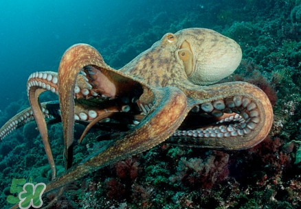 八爪鱼为什么有大米和墨汁,八爪鱼为什么有大米