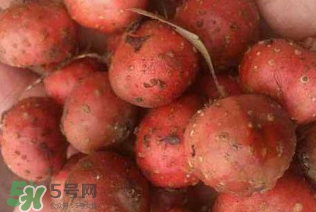 野地瓜是什么样的,野地瓜是什么东西?