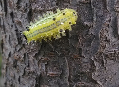 洋辣子多少钱一斤,洋辣子罐多少钱一斤