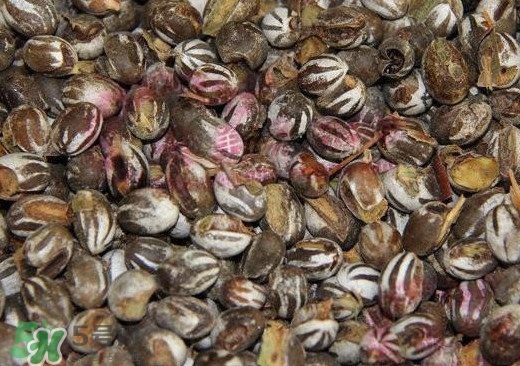 洋辣子是毛毛虫吗,洋辣子是什么虫