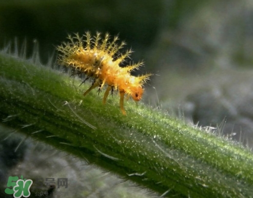 洋辣子是什么的俗名,洋辣子是什么幼虫 洋辣子是什么的俗名,洋辣子是什么幼虫