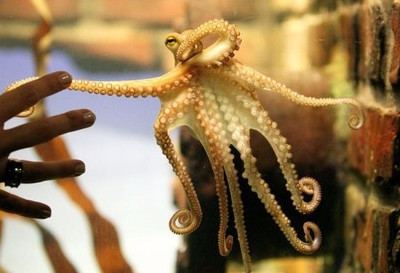 章鱼是鱿鱼吗?还是乌贼?,鱿鱼是乌贼鱼吗