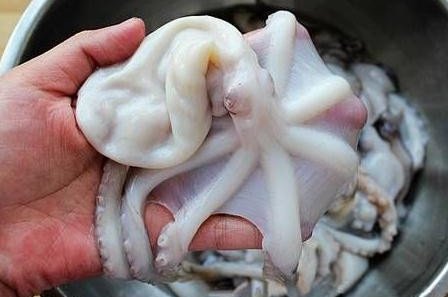 章鱼小章鱼,章鱼是鱼吗,为什么