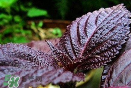 紫苏是苋菜吗,苋菜和紫苏是一种菜吗