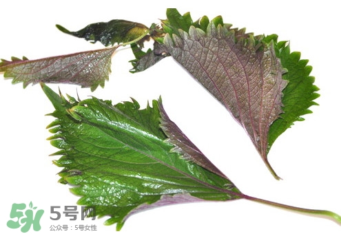 紫苏叶的食用方法,紫苏叶的食用方法和功效 紫苏叶的食用方法,紫苏叶的食用方法和功效